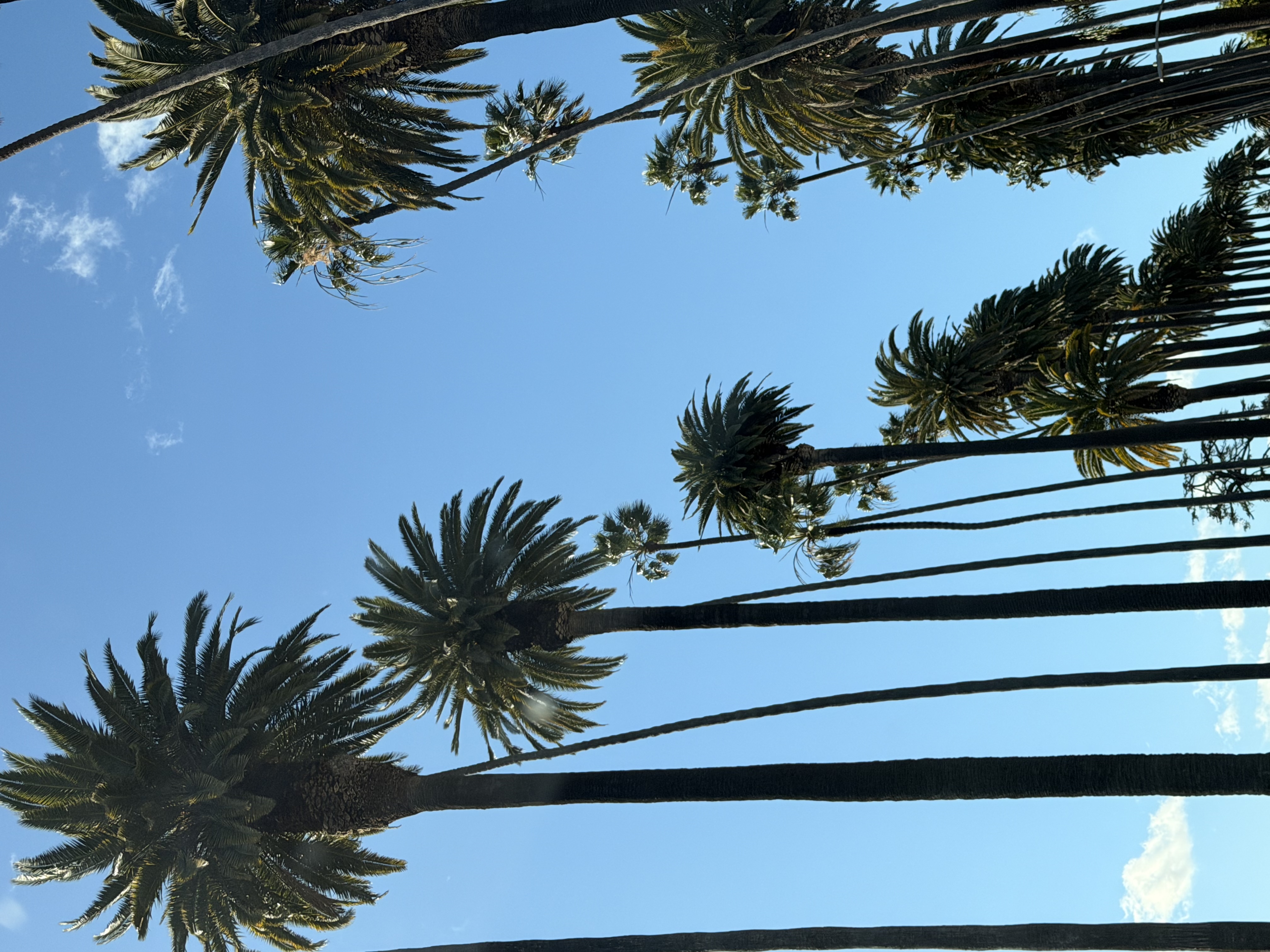 Palm Trees of L.A.
