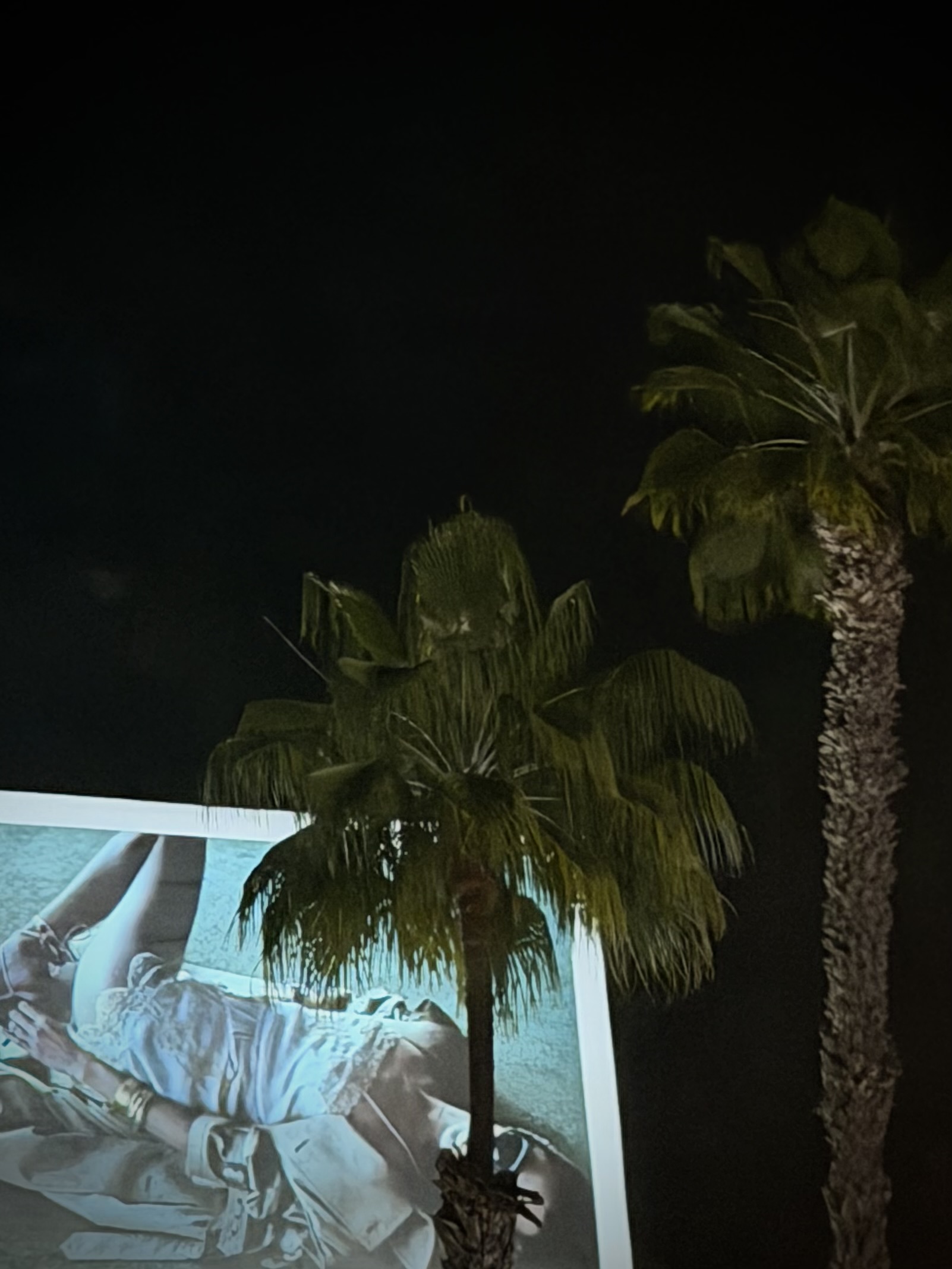 Palm Trees of L.A.