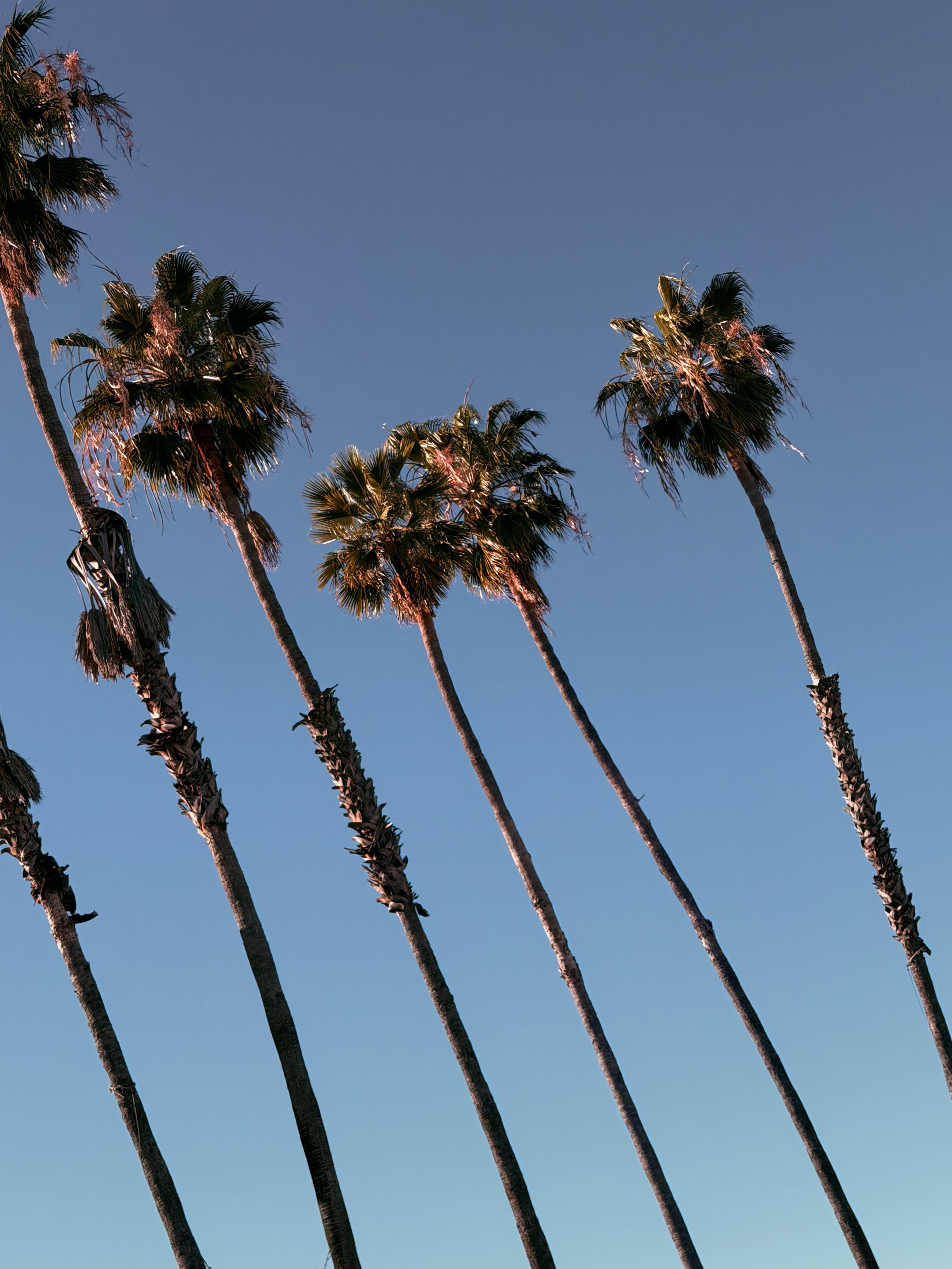 Palm Trees of L.A.