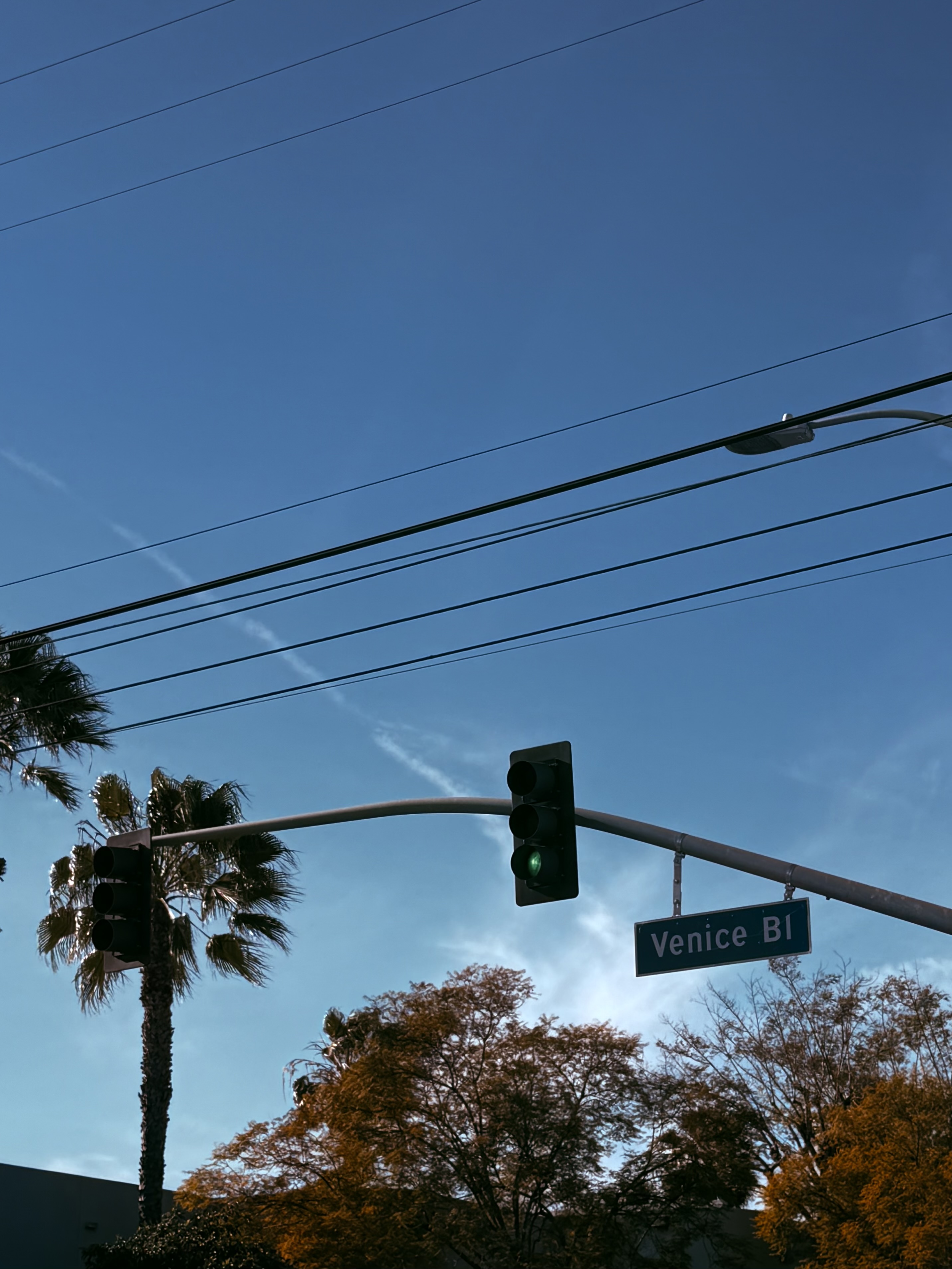 Palm Trees of L.A.