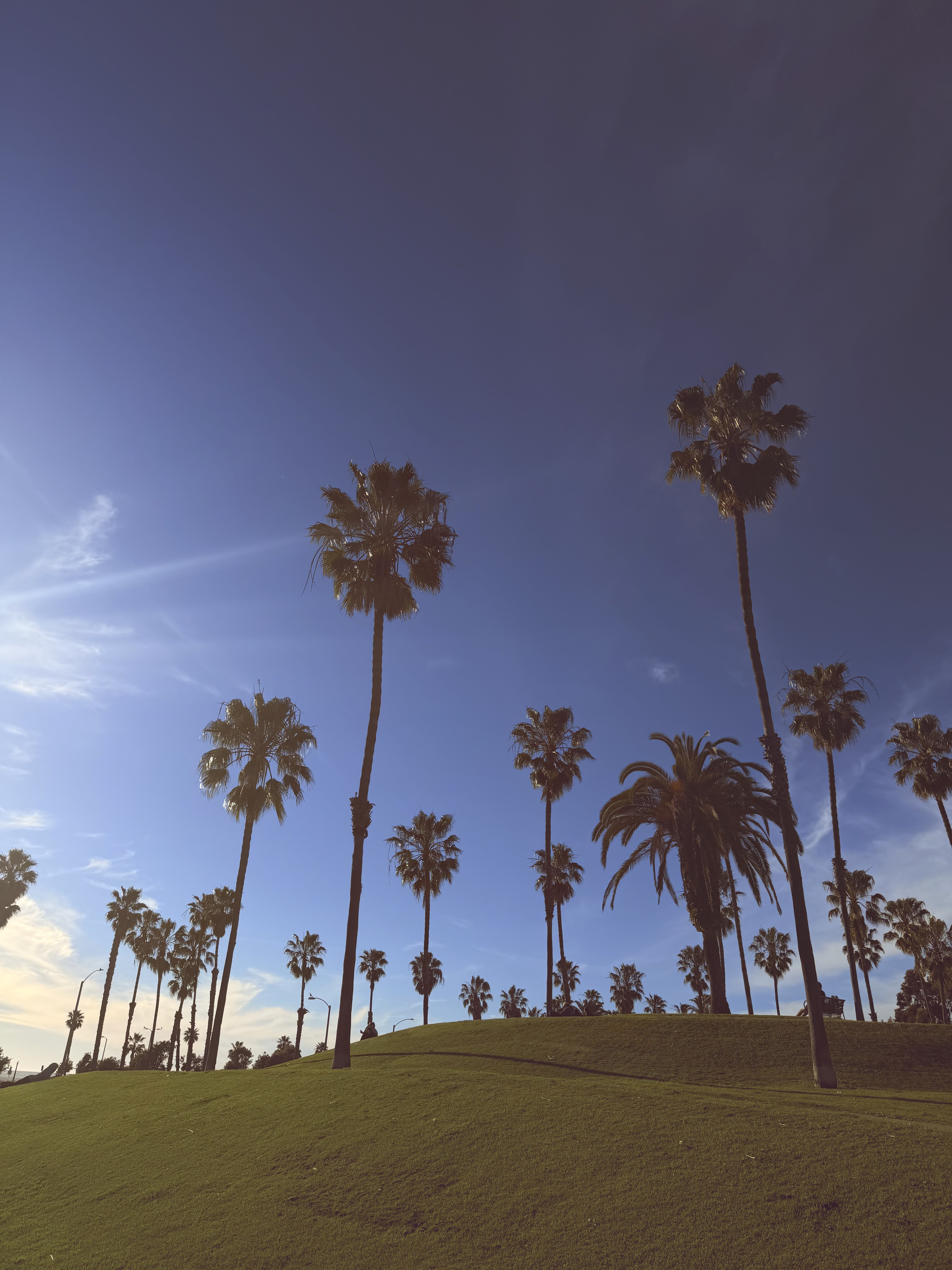 Palm Trees of L.A.